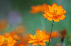硫华菊的花有几种颜色？独特的硫华菊可不止有一种花色！