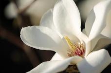 白玉兰的花语是什么?原来它的象征意义如此美好!