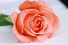 粉玫瑰的花语是什么呢?一起来看看它浪漫的花语吧!