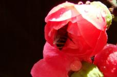 想知道日本海棠花的扦插方法吗?掌握这几点日本海棠轻松繁殖成功!