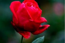 玫瑰花语大全介绍!这样的玫瑰你是否知道呢？