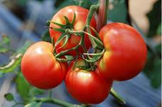 该怎样种植西红柿?种植时注意以下几个要点就能种出味道鲜美的西红柿!