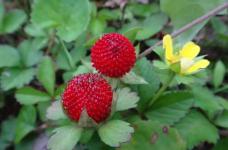 蛇莓和野草莓有什么区别?虽有“莓”字却天差地别!