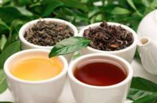 蒲公英茶的功效与作用介绍！蒲公英茶也不是随便都能喝的哦！