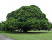 榕树图片大全!普遍而常见的榕树你真的了解吗?