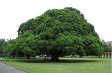 榕树图片大全!普遍而常见的榕树你真的了解吗?