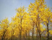 黄花风铃木图片大全!你见过这种罕见的开黄花树木吗?