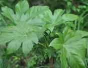 八角金盘图片大全!这种四季常青株型优美的绿色植物你知道它的名字吗?