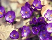 紫罗兰图片大全!紫罗兰，花色鲜艳香气浓郁的美丽花儿!