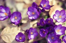 紫罗兰图片大全!紫罗兰，花色鲜艳香气浓郁的美丽花儿!