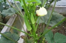 家里可以种植秋葵吗？黄葵和秋葵有哪些区别？黄葵的生态习性和种植要点有哪些？