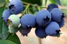蓝莓有哪些病害？怎样防治蓝莓真菌病害？