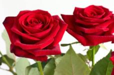 教你区分长茎玫瑰和短茎玫瑰：长茎玫瑰和短茎玫瑰有什么区别？