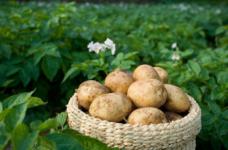 土豆品种大全介绍：土豆有哪些品种？不同品种土豆怎么做好吃？