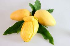 热带水果之王芒果科普：芒果有哪些营养成分？芒果养生功效有哪些？