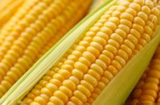 为什么称玉米为黄金作物？玉米有哪些功效？食用玉米宜忌