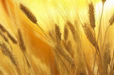 小麦有哪些营养价值？哪些人不宜吃小麦面粉？