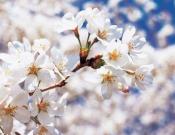 日本国花—樱花高清图片欣赏