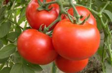 常吃番茄有哪些好处？哪些人不宜吃番茄？