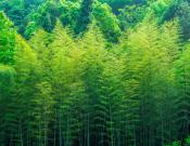 “第二森林”中国竹历史介绍：竹子高清图片欣赏！