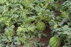 西瓜原产地是哪里？西瓜营养价值和食用功效介绍