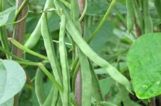 营养最高的豆子：四季豆营养功效有哪些？怎样防止食用四季豆中毒？