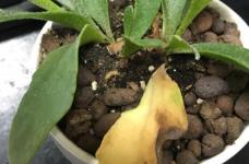 室内养鹿角蕨容易出现黄叶，适当改善环境、施肥、浇水方法以及防晒