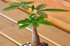 怎样养护发财树小盆栽？