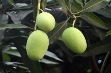 喜欢芒果自己种盆栽需要多长时间才能结果，养植过程中有什么需要注意的地方？