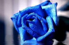 最妖媚玫瑰蓝色妖姬有什么象征性的意思？花语代表的是什么？       
