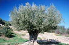  怎么使用嫁接和播种的方式来繁育橄榄花？