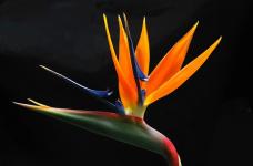 鹤望兰姿态优雅，它的花语有什么含义呢？