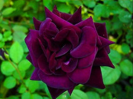 路易十四玫瑰简介及栽培技术、所含的价值、文化意义、花语