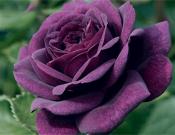 路易十四玫瑰花那些绝美传说，路易十四玫瑰花高清图片欣赏！