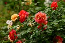 香水月季的开花期能持续多久？适合养在花盆中吗？花语是什么？