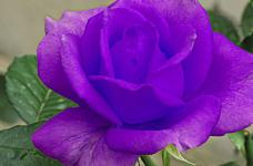 路易十四玫瑰养了许久就是不盛开，知道限制花朵的因素有哪些，才能对症下药