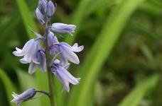 本该在盛花期的蓝铃花却不见开花，到底是什么原因？平时要多注意控制水肥