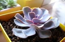 关于紫珍珠这种植物要怎么养护才能出现好状态？平时该注意哪方面事项？