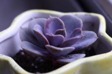 多肉紫珍珠在培育小苗的时候多用什么样繁育办法，哪种方式最佳？