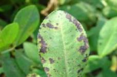 植物花草遇到的病虫害有很多种，针对琉璃草不同症状该怎么解决和提前预防？