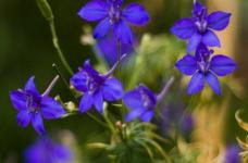 怎么种植蓝雀花，平时养花过程中有什么好技巧？