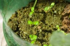 格桑花播种前需要浸种吗？什么才是提高格桑花种子发芽率的关键