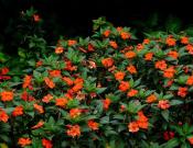 新几内亚凤仙花卉基本信息及主要繁育方式，高清花卉图片欣赏