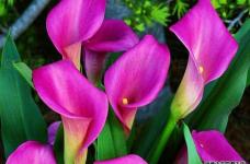 彩色马蹄莲颜色鲜艳，其主要价值也是得益于这些丰富的色彩，看看如何用它做切花？
