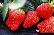 把草莓表面刮些皮，扔到土里蹭蹭冒芽，随便结出100个果子！
