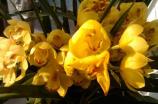 都是兰科植物大花蕙兰与虎头兰都有哪些异同点？