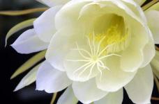 韦陀花开花一现及其美丽，主要的繁育方式有什么？