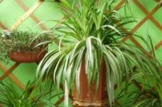 净化空气最佳的植物吊兰，吸收甲醛能力很强，保护家人身体健康！