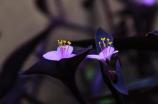 紫鸭趾草有何作用及功效，具有很高的欣赏价值还有药用价值