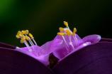 紫鸭趾草何时盛开，紫鸭趾草的盛花期管理方法/盛花期夏秋季